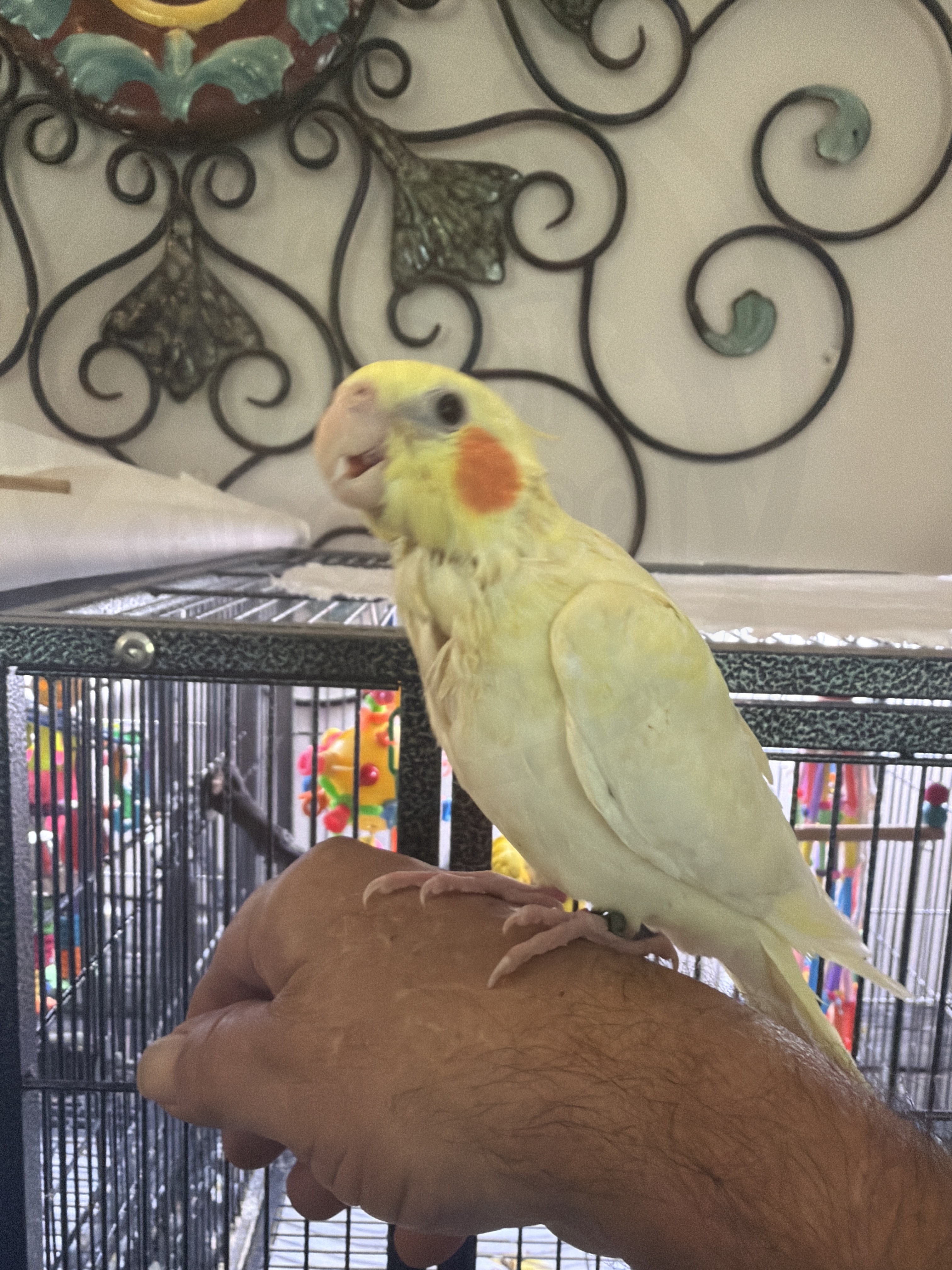 Cockatiel