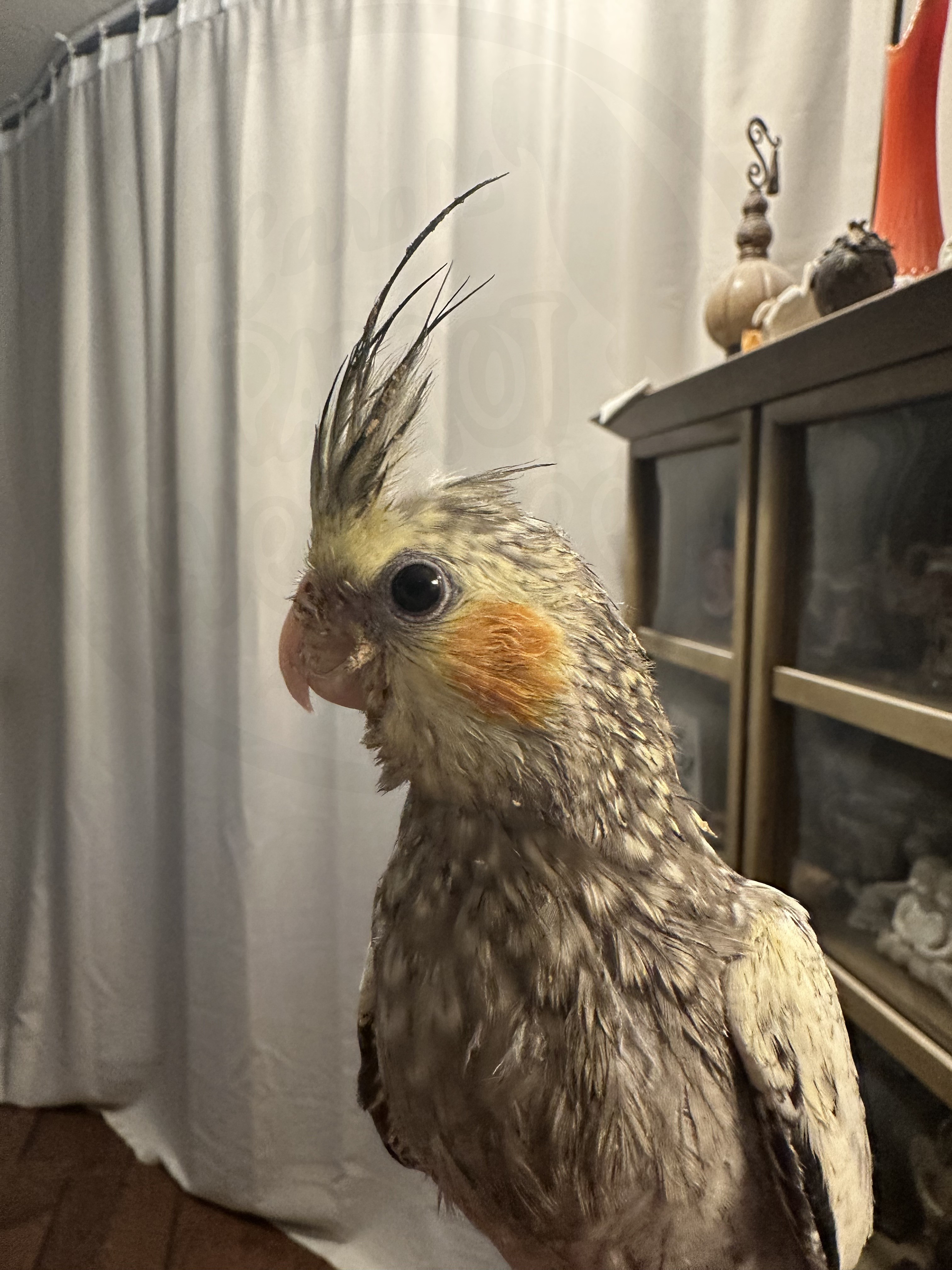 Cockatiel