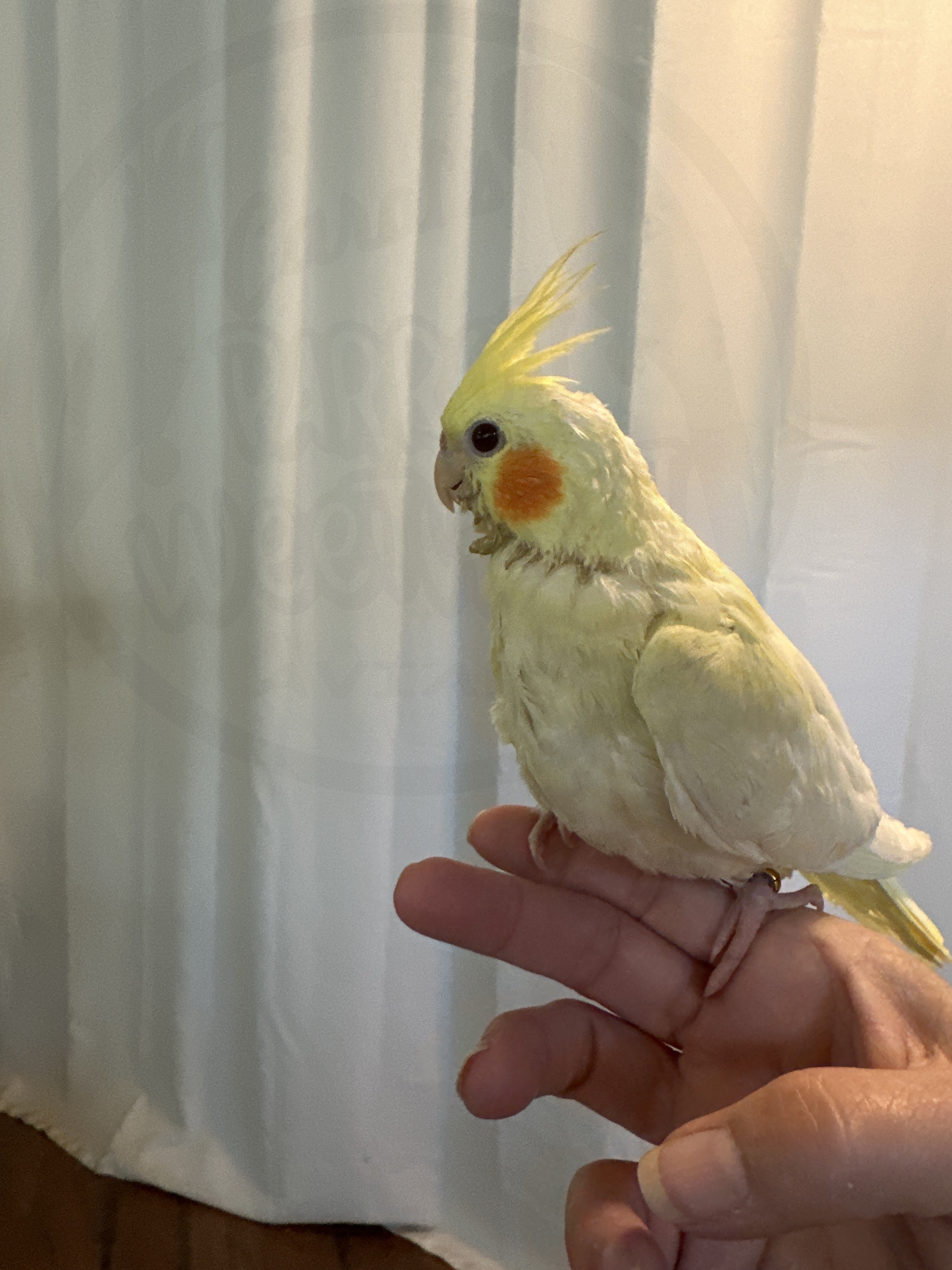 Cockatiel