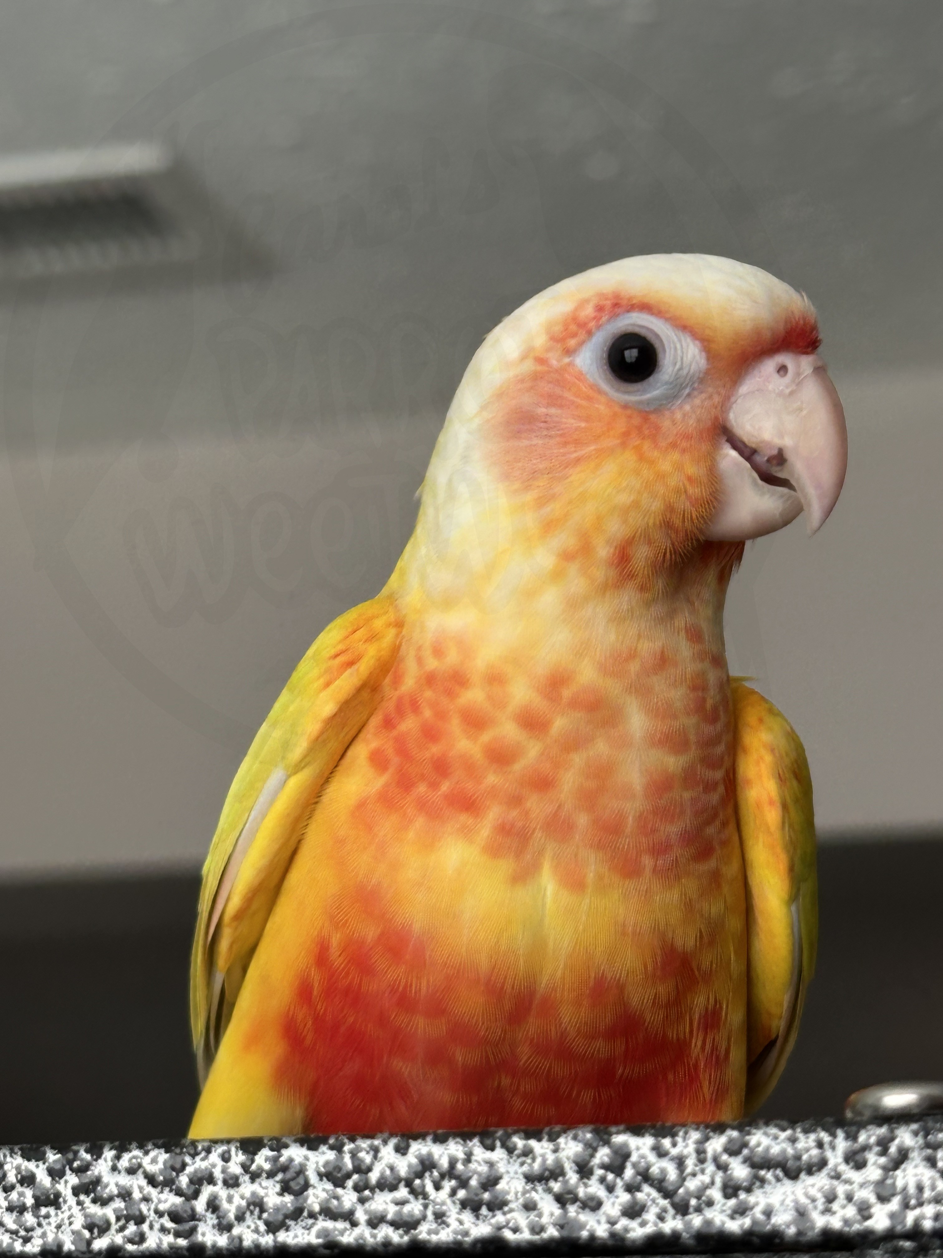 Green-Cheeked Conure