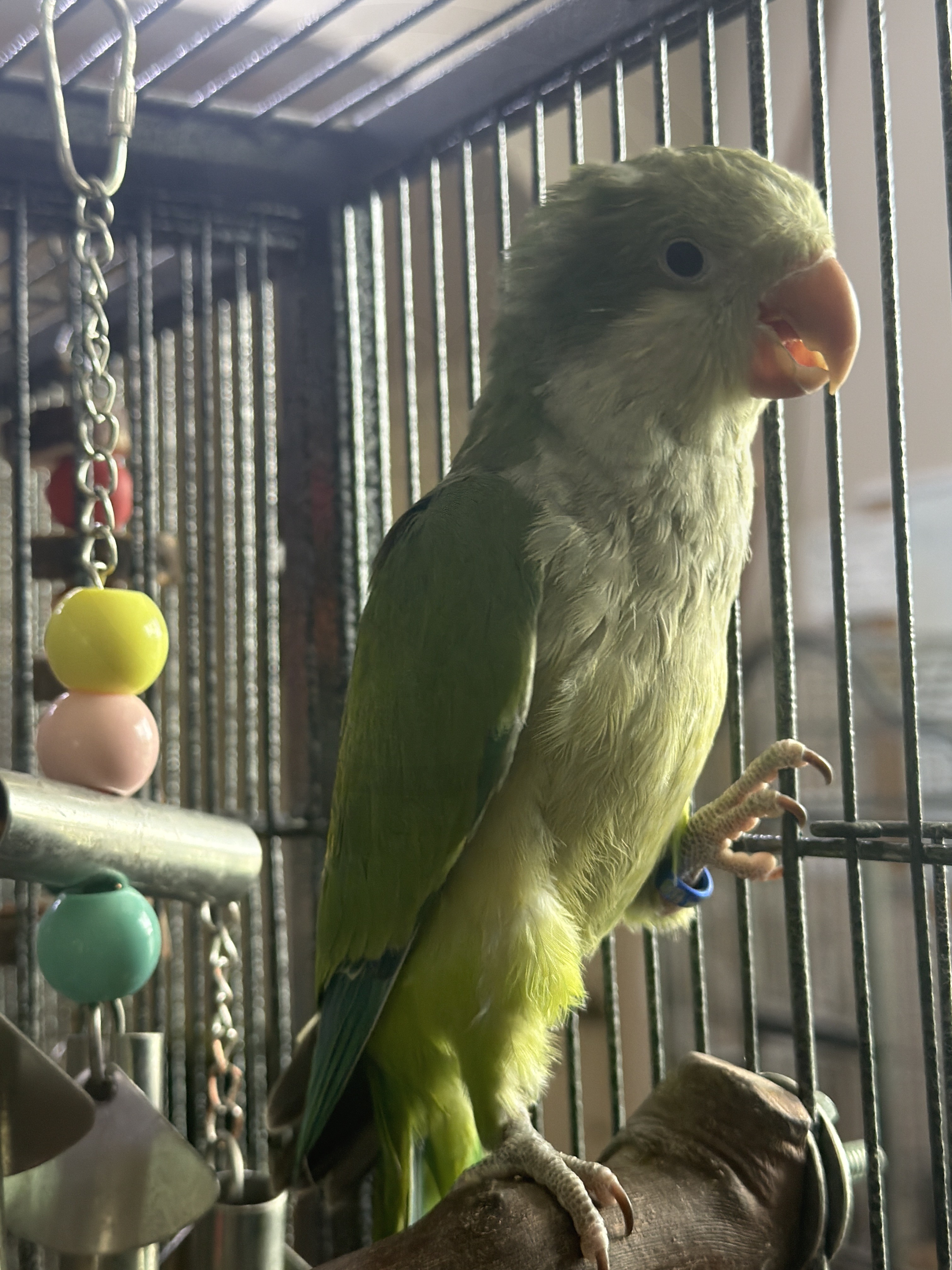 Quaker Parrot